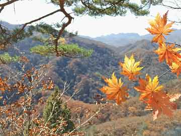 小巷深處的寶藏揭秘，特色小店奇妙之旅與娛樂平臺(tái)體驗(yàn)金大放送，下載APP即贈(zèng)體驗(yàn)金38元