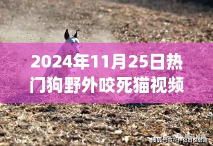 熱門狗野外咬死貓事件深度解析，特性、體驗(yàn)、競(jìng)品對(duì)比及用戶洞察分析