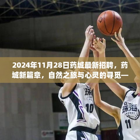 2024年11月28日藥城最新招聘，藥城新篇章，自然之旅與心靈的尋覓——2024年11月28日招聘之旅啟程啦！