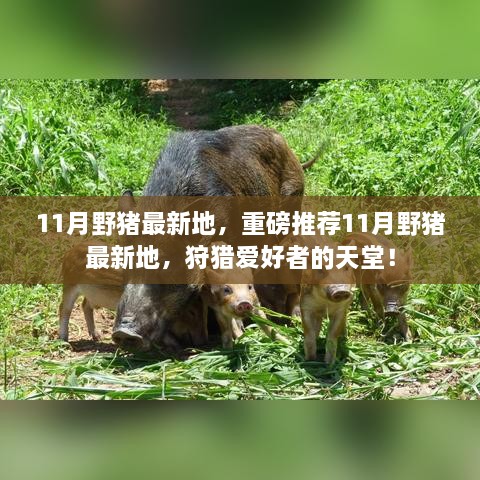 11月野豬最新狩獵地推薦，狩獵愛好者的天堂！