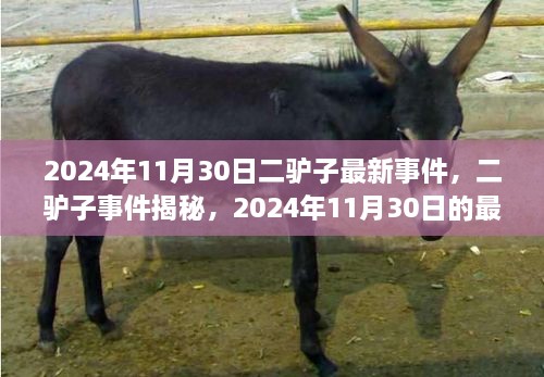 二驢子事件揭秘，最新篇章揭曉于2024年11月30日