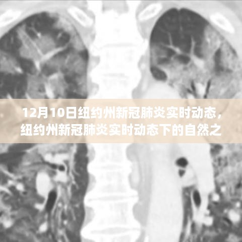 紐約州新冠疫情實時動態(tài)下的自然之旅，尋找心靈寧靜與平和