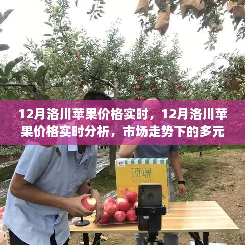 12月洛川蘋果價(jià)格實(shí)時(shí)分析，市場(chǎng)走勢(shì)下的多元觀點(diǎn)與個(gè)人立場(chǎng)探討