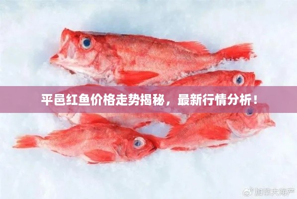 平邑紅魚價(jià)格走勢揭秘，最新行情分析！