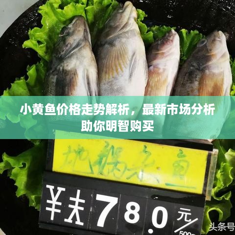 小黃魚價(jià)格走勢(shì)解析，最新市場(chǎng)分析助你明智購(gòu)買