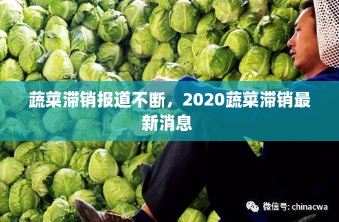 蔬菜滯銷報道不斷，2020蔬菜滯銷最新消息 