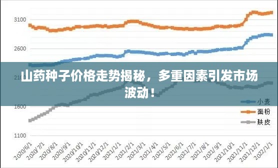 山藥種子價格走勢揭秘，多重因素引發(fā)市場波動！