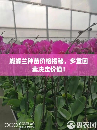 蝴蝶蘭種苗價格揭秘，多重因素決定價值！