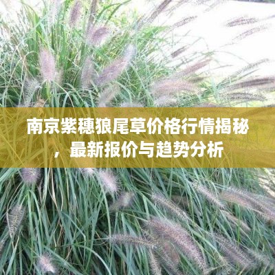 南京紫穗狼尾草價(jià)格行情揭秘，最新報(bào)價(jià)與趨勢分析