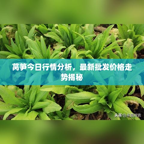 萵筍今日行情分析，最新批發(fā)價格走勢揭秘