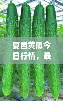 夏邑黃瓜今日行情，最新價(jià)格一網(wǎng)打盡