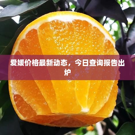 愛媛價格最新動態(tài)，今日查詢報告出爐