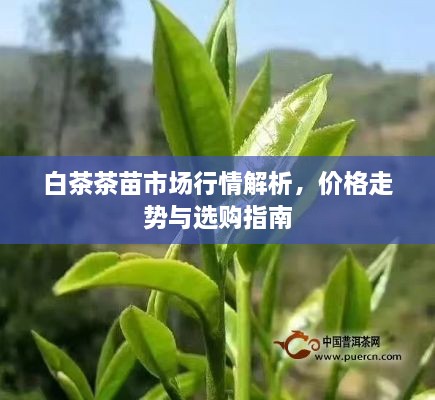 白茶茶苗市場行情解析，價格走勢與選購指南