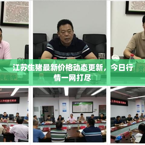 江蘇生豬最新價格動態(tài)更新，今日行情一網(wǎng)打盡