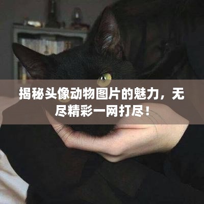 揭秘頭像動物圖片的魅力，無盡精彩一網(wǎng)打盡！