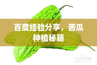 百度經(jīng)驗分享，苦瓜種植秘籍