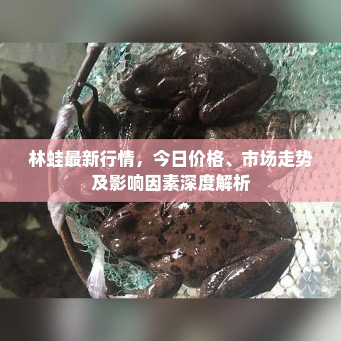 林蛙最新行情，今日價(jià)格、市場(chǎng)走勢(shì)及影響因素深度解析