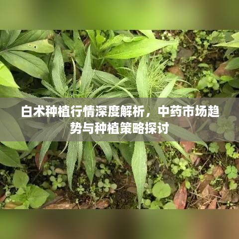 白術(shù)種植行情深度解析，中藥市場(chǎng)趨勢(shì)與種植策略探討