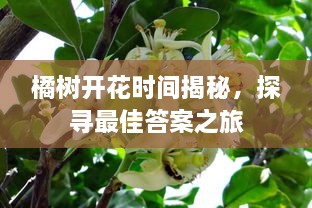 橘樹開花時間揭秘，探尋最佳答案之旅