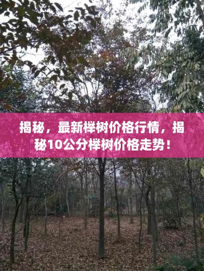 揭秘，最新櫸樹價格行情，揭秘10公分櫸樹價格走勢！