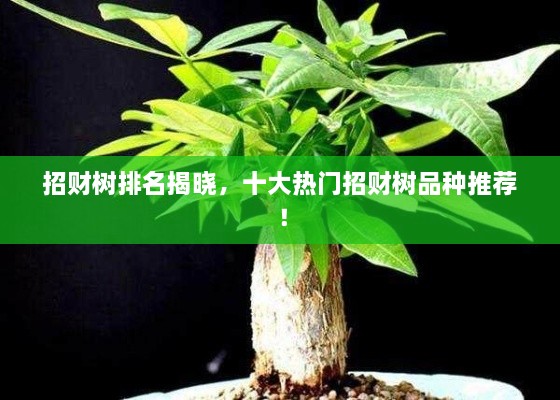 招財樹排名揭曉，十大熱門招財樹品種推薦！