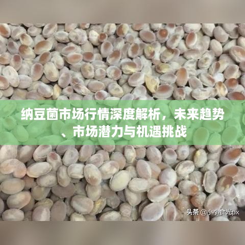 納豆菌市場行情深度解析，未來趨勢、市場潛力與機遇挑戰(zhàn)