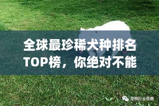 全球最珍稀犬種排名TOP榜，你絕對(duì)不能錯(cuò)過！