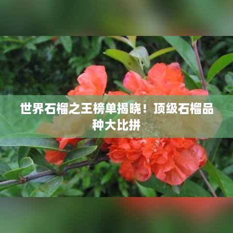 世界石榴之王榜單揭曉！頂級石榴品種大比拼